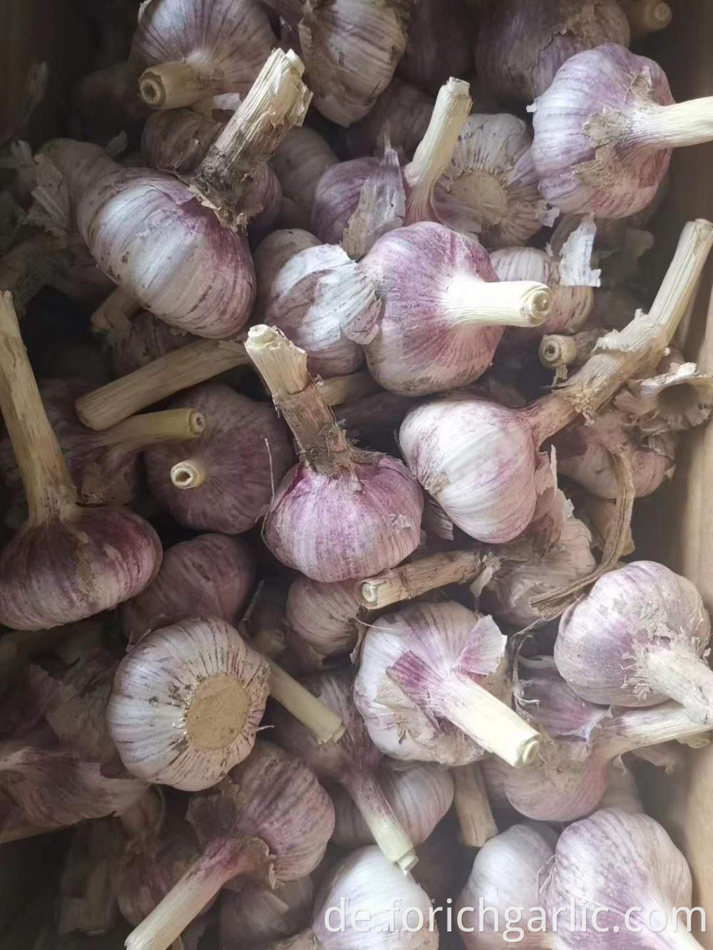 Normal White Garlic